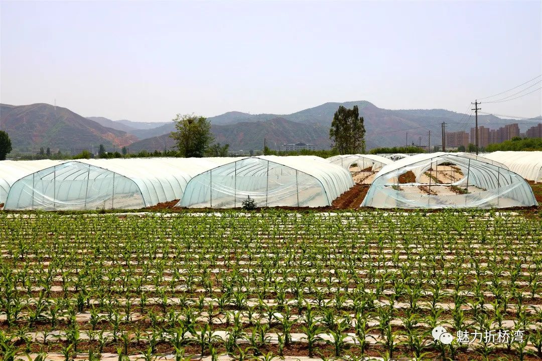 荆州西瓜种植地_荆州西瓜种植致富_荆州西瓜基地