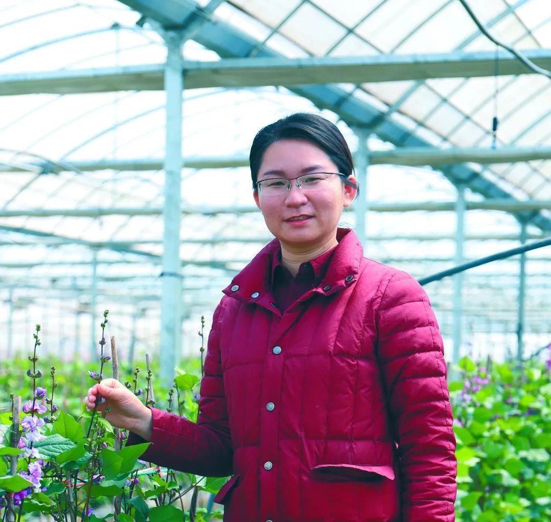 早春扁豆种植技术_扁豆种植技巧_春扁豆种植技术