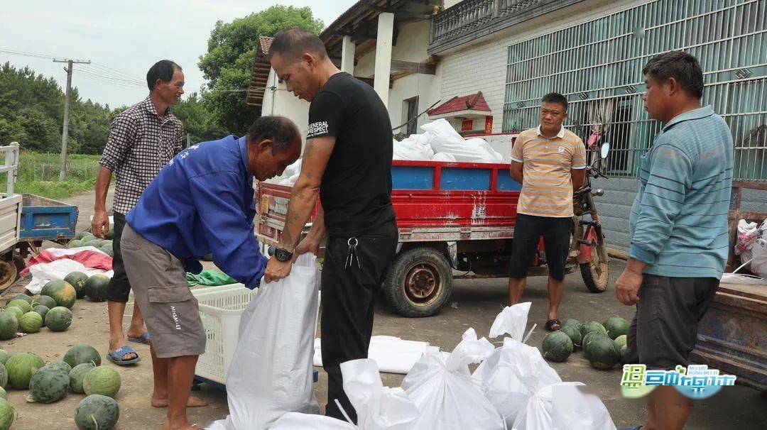 大荆镇：西瓜圆滚滚，助农民增收