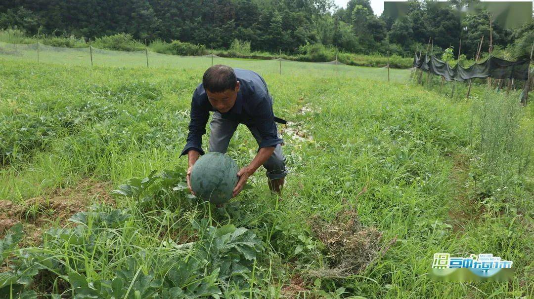 荆州西瓜种植致富_荆州西瓜基地_荆州西瓜多少钱一斤