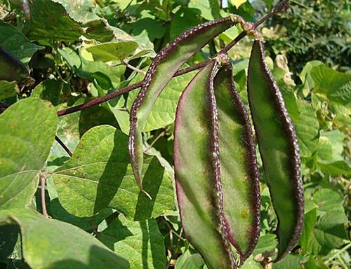 春扁豆种植技术_早春扁豆种植技术_种植春扁豆技术视频教程