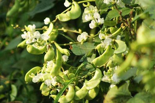 种植春扁豆技术视频教程_早春扁豆种植技术_春扁豆种植技术