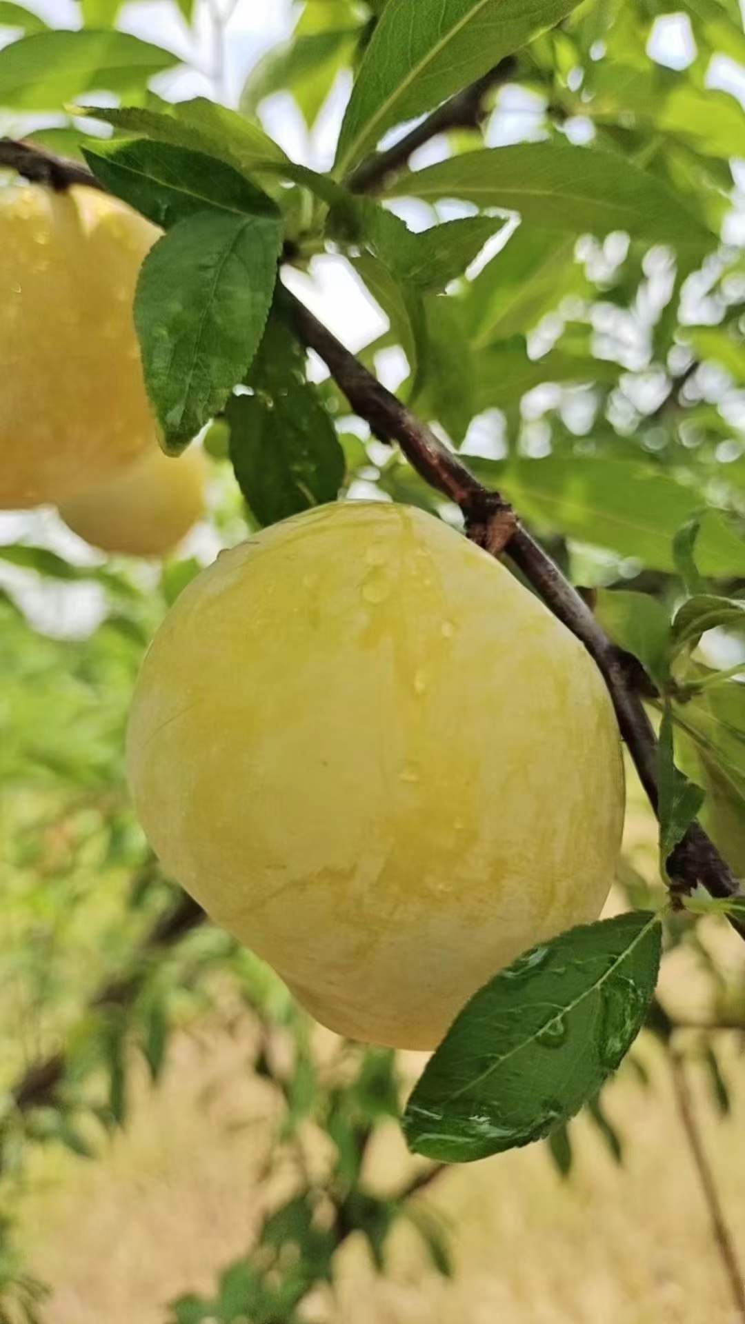 李子种植技术要领_李子栽种技术_李子树怎么种植技术