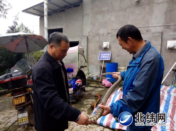 瞄准特种养殖 拓宽致富渠道——记雨城区合江镇太坪村谢开强的养蛇致富新路子