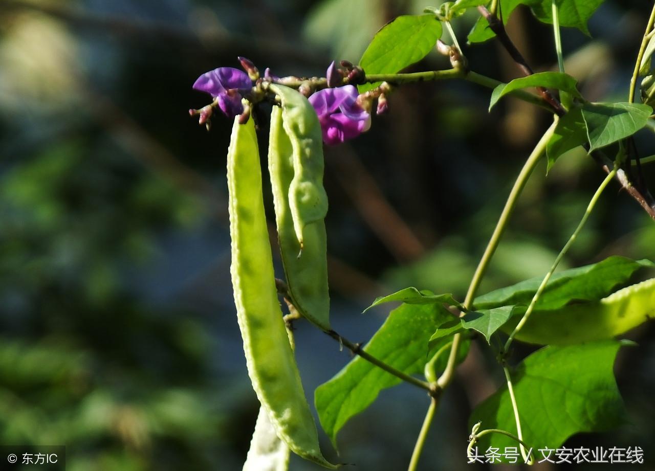 扁豆的品种选择和种植要点