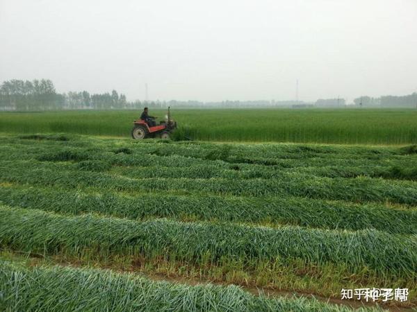 磨芋高产种植技术_湖南磨芋种植技术_湖南磨芋种植基地