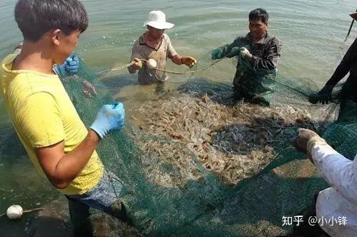 蛏子养殖场_池塘蛏子养殖技术视频_蛏养殖