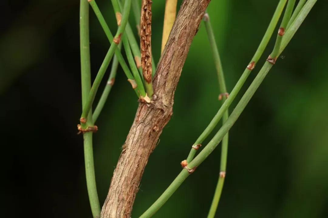 多年来一直禁止出口，2019年放开限制，这种植物价值高，太牛