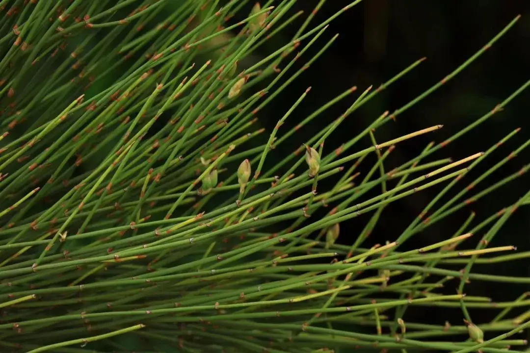 种植麻黄草致富_种麻黄草违法吗_致富种植麻黄草图片