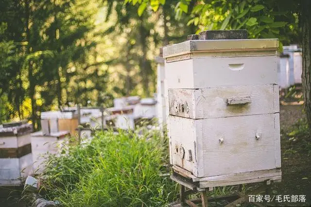 蜜蜂养殖技术｜不同蜂群巢内温度分布的特点及管理措施