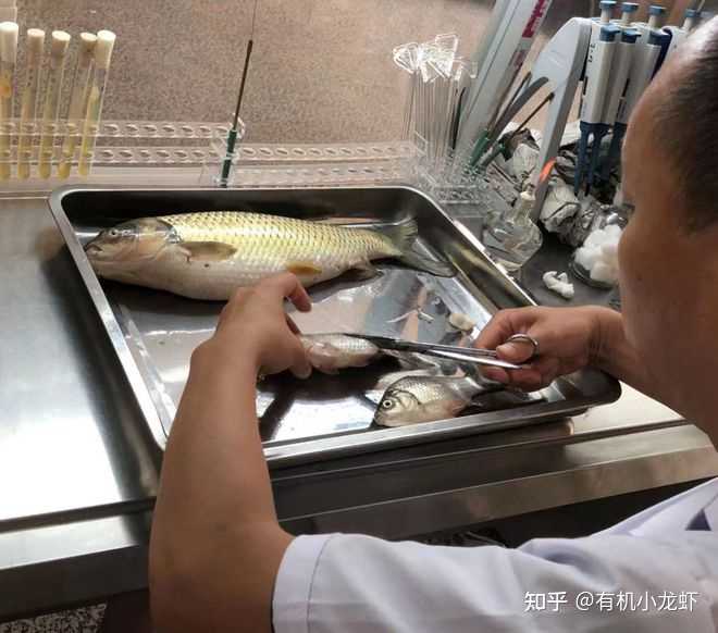 吉林淡水鱼养殖基地_吉林水产养殖_吉林省水库养殖技术