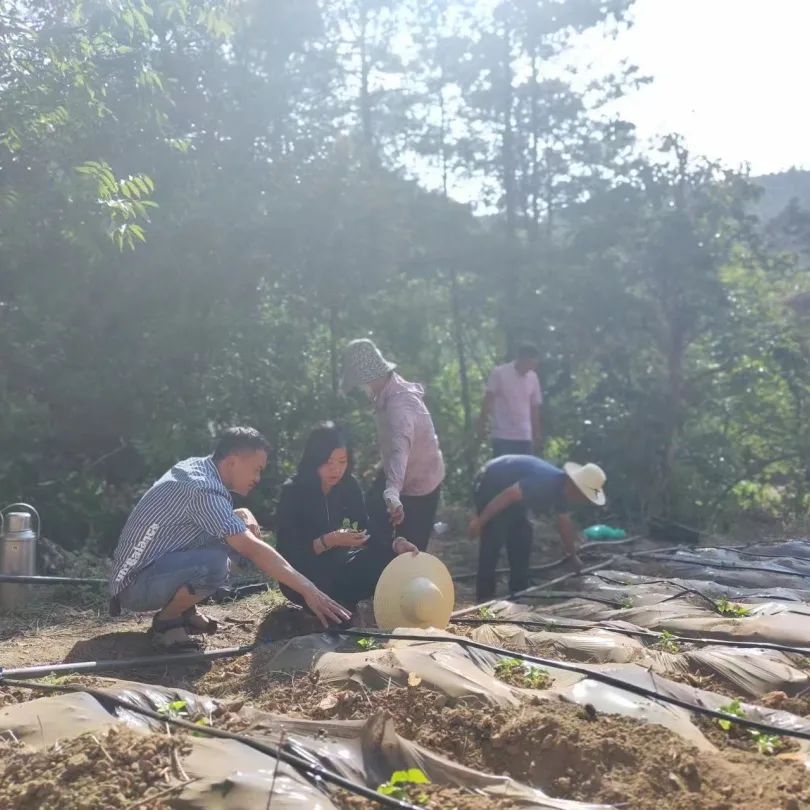 农村致富新项目种植_致富种植农村希望怎么写_农村种植致富希望