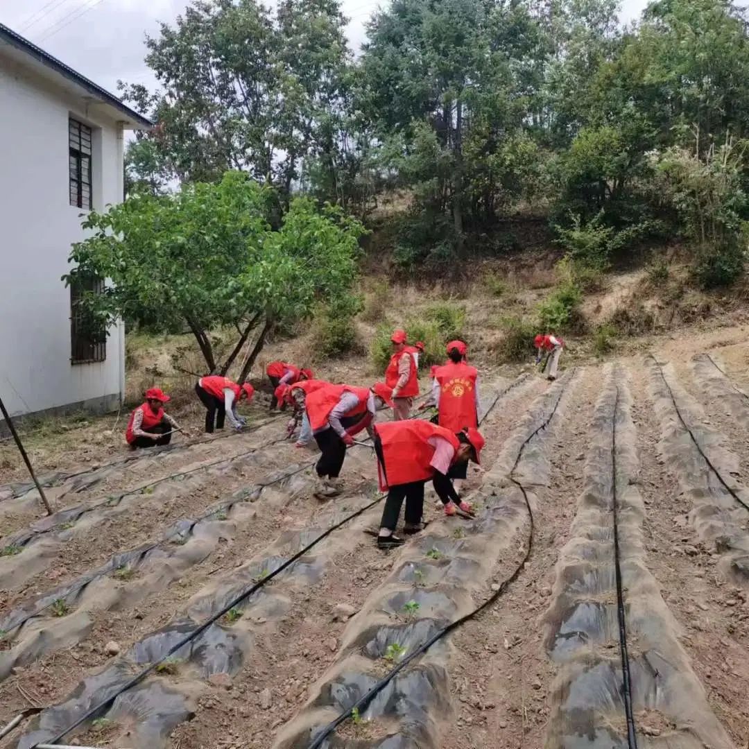 致富种植农村希望怎么写_农村种植致富希望_农村致富新项目种植