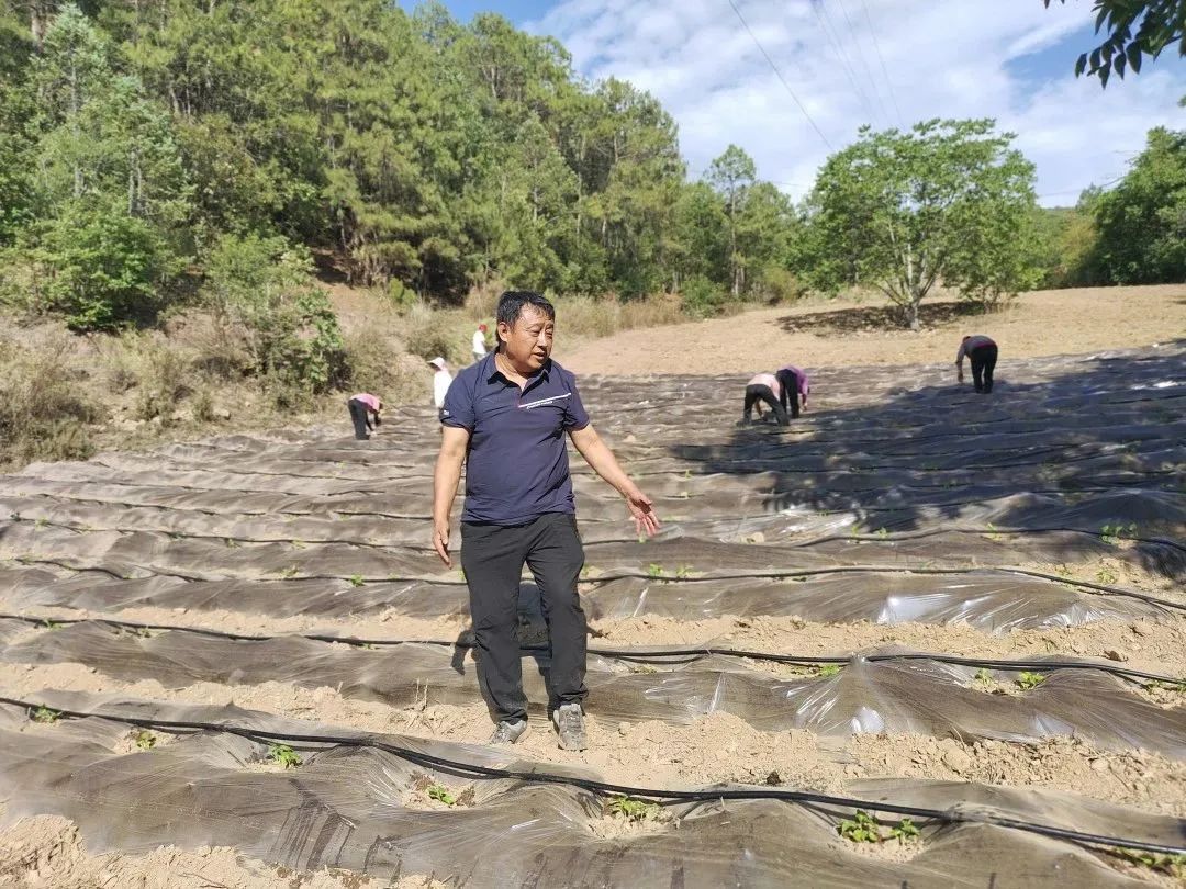 致富种植农村希望怎么写_农村种植致富希望_农村致富新项目种植