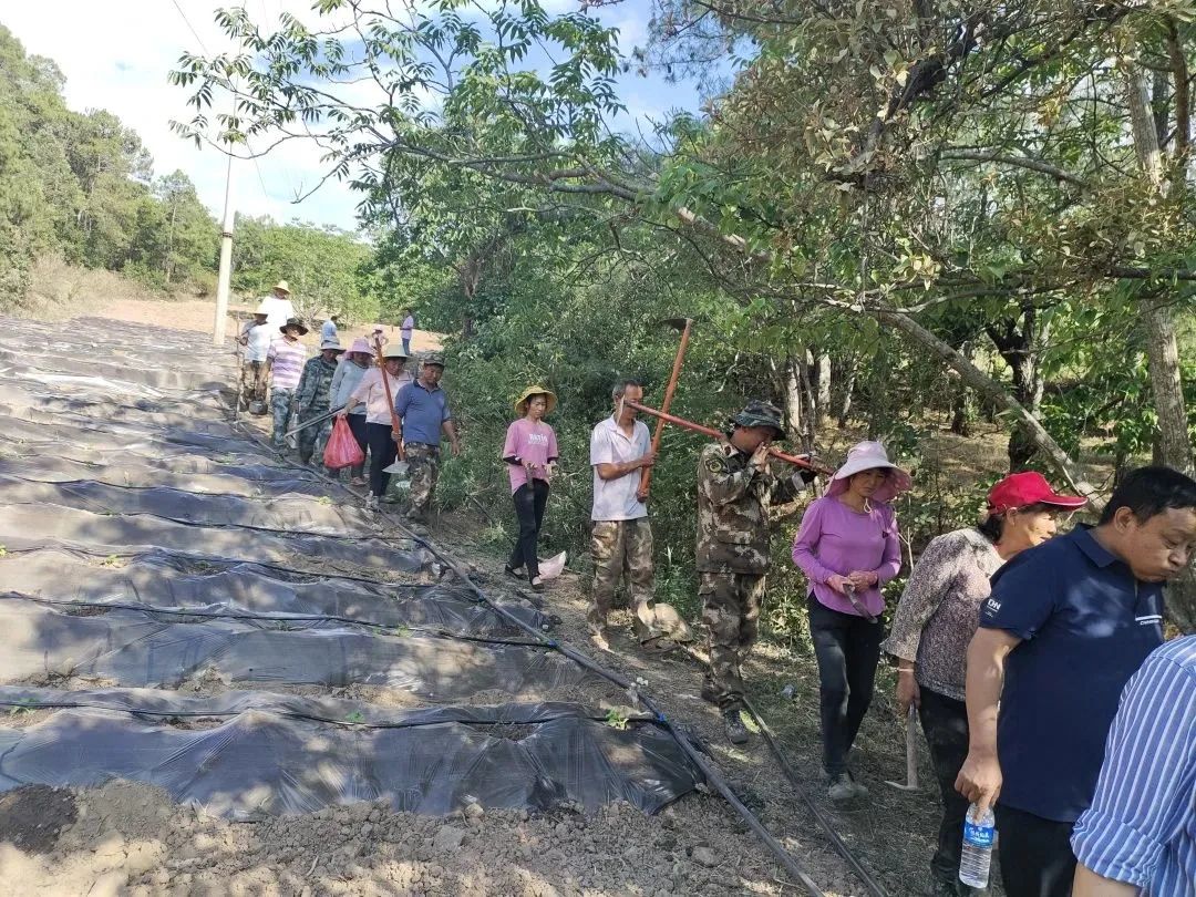 农村致富新项目种植_致富种植农村希望怎么写_农村种植致富希望