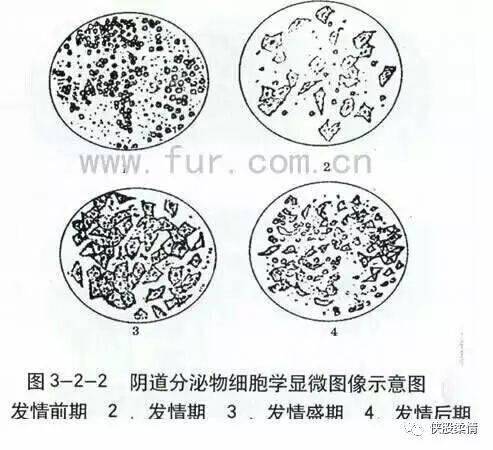 狐狸养殖配种技术视频_狐狸养殖繁殖技术_视频狐狸养殖配种技术教程