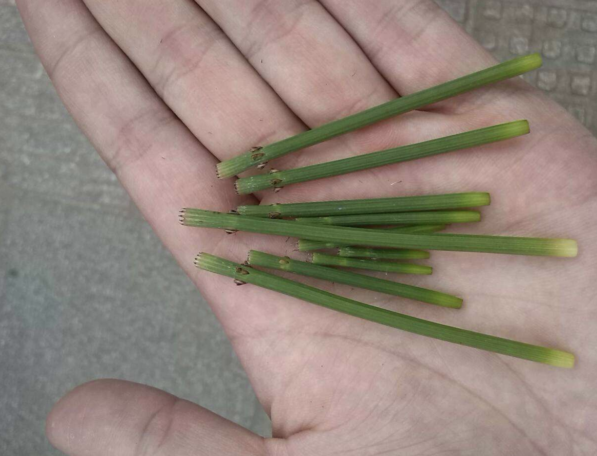 致富种植麻黄草视频_种植麻黄草致富_致富种植麻黄草怎么样