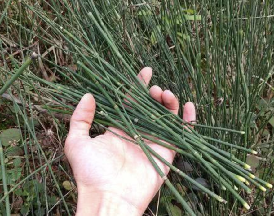 致富种植麻黄草视频_种植麻黄草致富_致富种植麻黄草怎么样