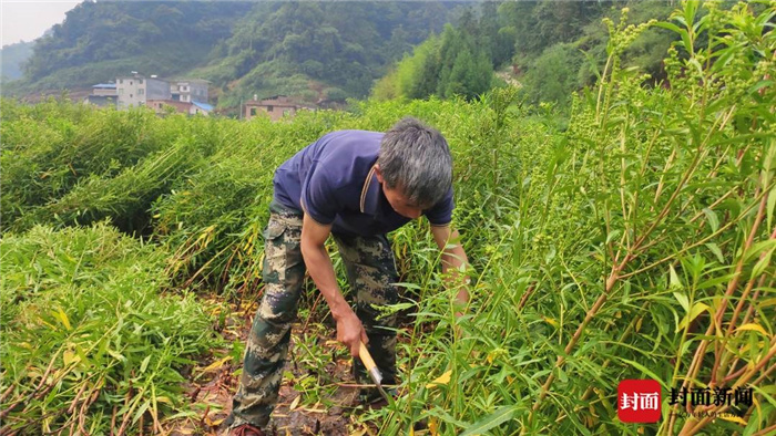 荒地种植致富草_荒地种草项目_致富种植荒地草坪