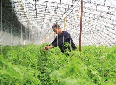村民种植黑皮冬瓜致富_云端种植致富果_蛇皮果的种植产果几年