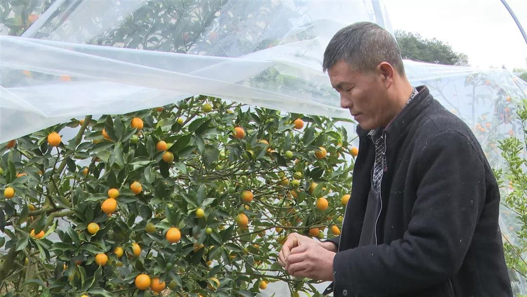 地黄种植致富_村民种植黑皮冬瓜致富_云端种植致富果