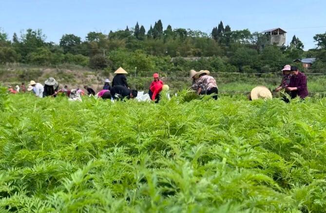 川芎种植技术视频_如何种植川芎_川穹种植致富