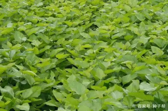 致富种植荒地草坪图片_荒地种植致富草_致富种植荒地草坪