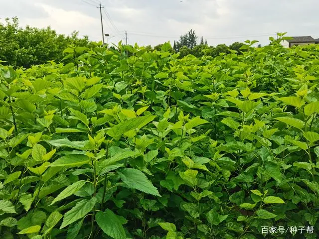 致富种植荒地草坪图片_致富种植荒地草坪_荒地种植致富草