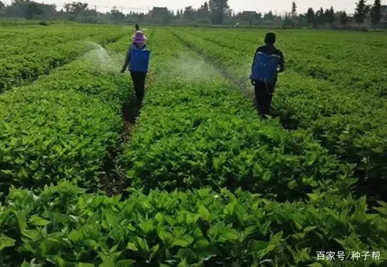 致富种植荒地草坪图片_荒地种植致富草_致富种植荒地草坪