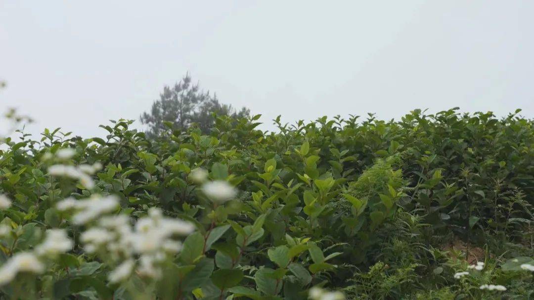 致富种植荒地草坪图片_荒地种草项目_荒地种植致富草