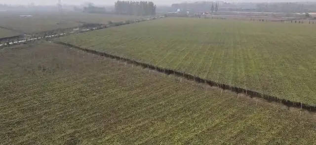 吊瓜种植致富_致富种植吊瓜图片_吊瓜种植效益怎么样