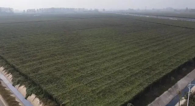 致富种植吊瓜图片_吊瓜种植效益怎么样_吊瓜种植致富