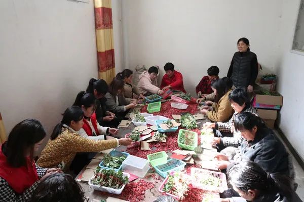 荆州西瓜基地_荆州哪里有种西瓜的_荆州西瓜种植致富