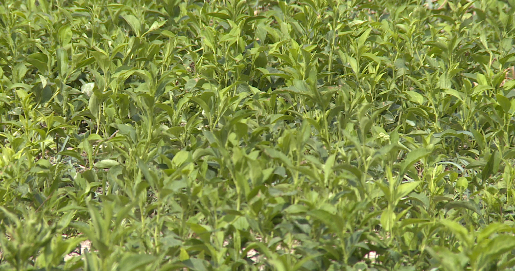 新疆巩留：中药材种植开出乡村振兴“致富良方”