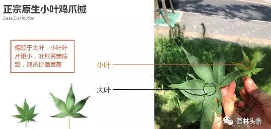 种植致富业_致富种植苗圃图片_苗圃种植致富吗