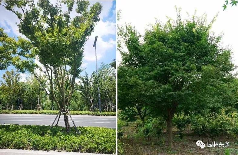 种植致富业_苗圃种植致富吗_致富种植苗圃图片