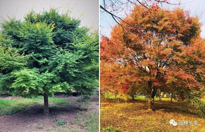 致富种植苗圃图片_苗圃种植致富吗_种植致富业