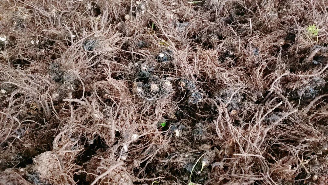 川芎种植技术视频_川穹种植致富_种植川芎中药材是什么