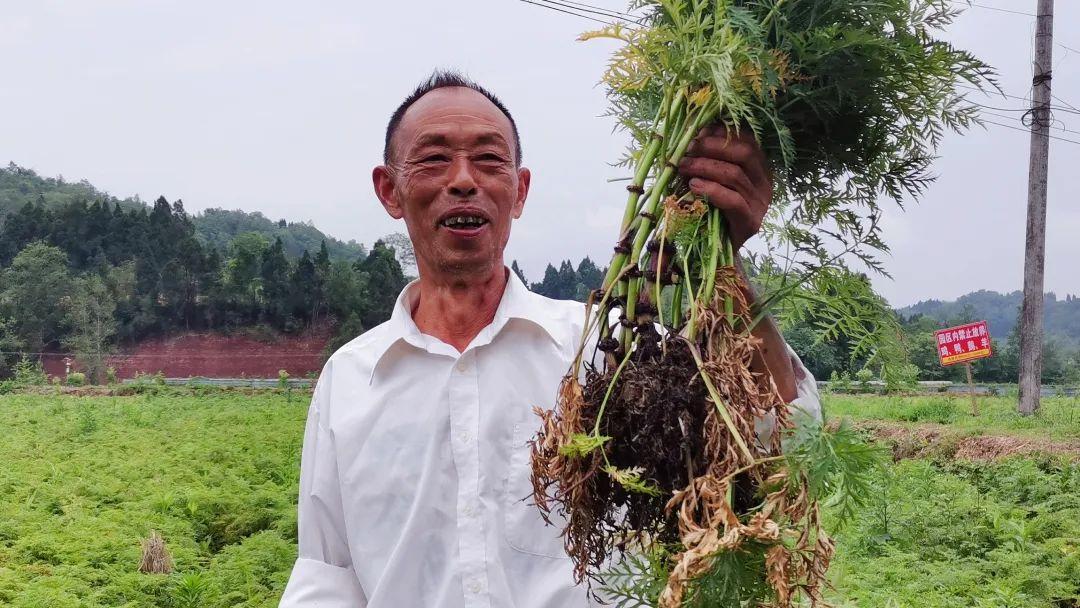 川穹种植致富_川芎种植技术视频_种植川芎中药材是什么