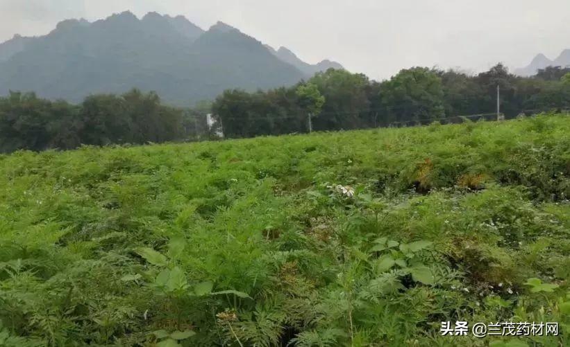 如何种植川芎_种植川芎中药材是什么_川穹种植致富