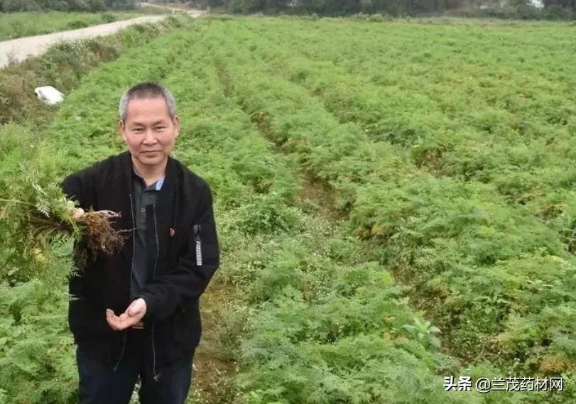 种植川芎中药材是什么_如何种植川芎_川穹种植致富