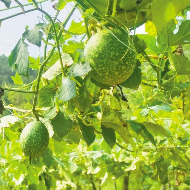 吊瓜种植致富_致富种植吊瓜图片_致富种植吊瓜视频