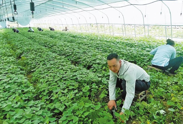 致富种植吊瓜图片_吊瓜种植致富_致富种植吊瓜视频