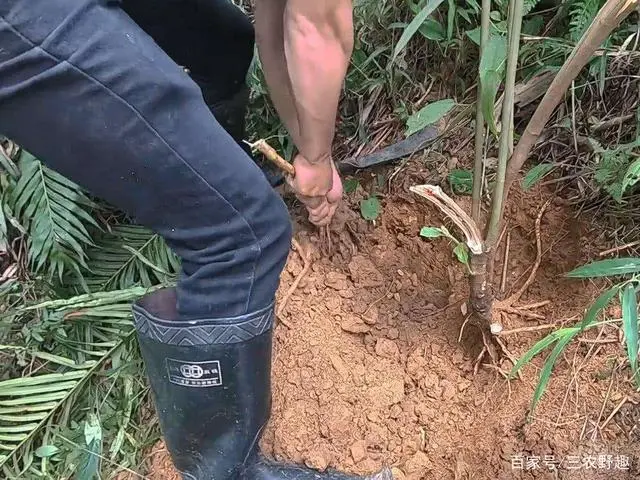 5指毛桃种植_广东五指毛桃苗_广东种植五指毛桃致富的人
