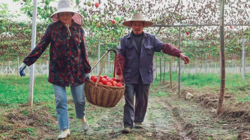 致富种植吊瓜怎么样_吊瓜种植致富_致富种植吊瓜图片