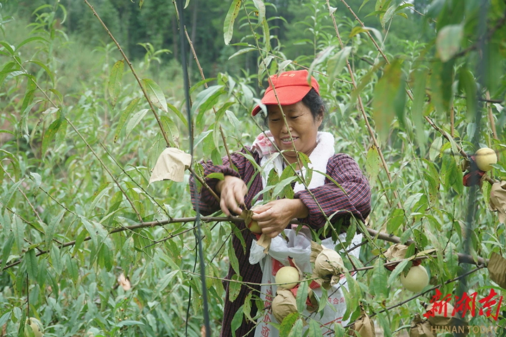 湘西适合种植的经济作物_湘西致富种植_湖南湘西适合种植什么