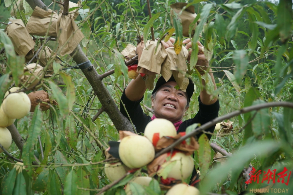 湘西适合种植的经济作物_湘西致富种植_湖南湘西适合种植什么