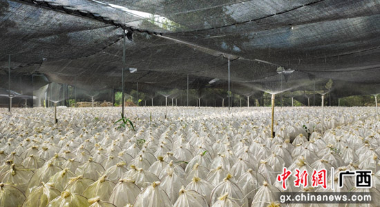 致富经种菜视频_农业节目致富经种植视频_白领种植致富视频