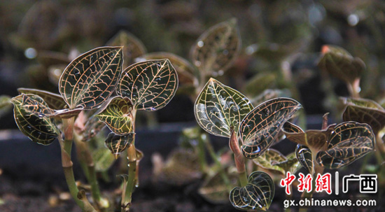 农业节目致富经种植视频_白领种植致富视频_致富经种菜视频