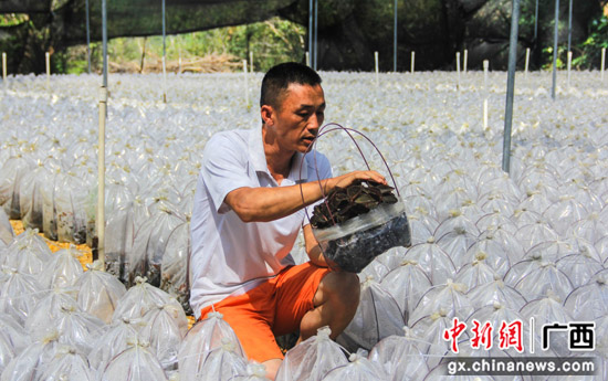 致富经种菜视频_农业节目致富经种植视频_白领种植致富视频